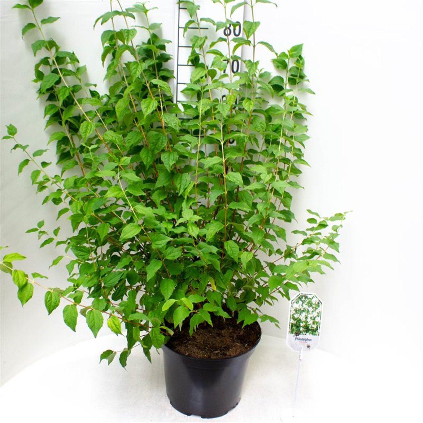 Philadelphus 'Belle Etoile' - C3 30-40 CM